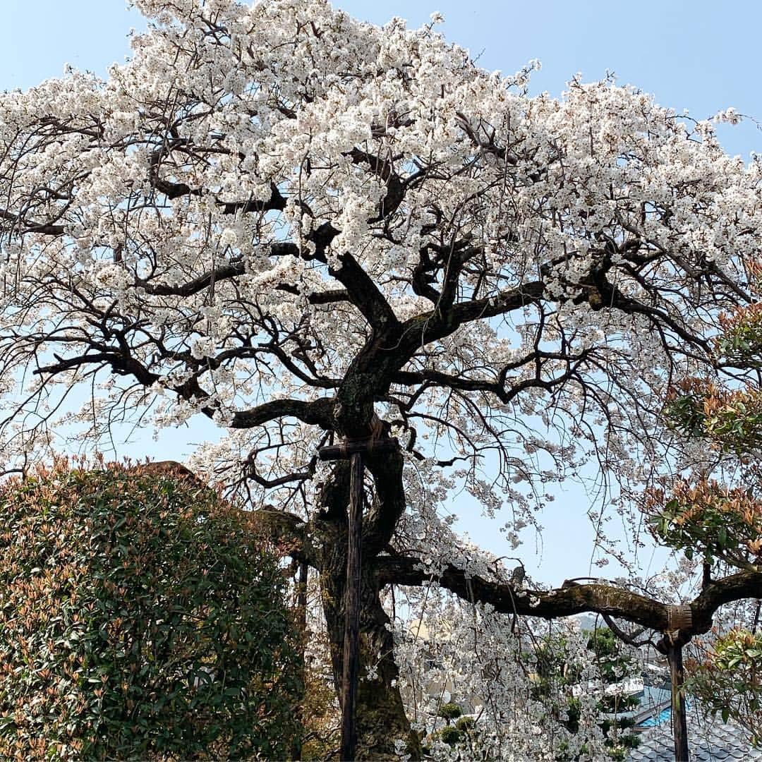 河島あみるさんのインスタグラム写真 - (河島あみるInstagram)「建築中の我が家。。。の となりの桜も満開🌸🌸🌸 #家づくり記録  #基礎工事 のYouTube動画にハマり中 #しだれ桜 #借景 来年は窓からお花見だー🌸🌸🌸 #嵐山 #kyoto #myhome」4月7日 18時48分 - amiru_kawashima