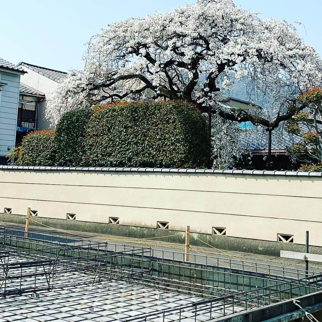 河島あみるさんのインスタグラム写真 - (河島あみるInstagram)「建築中の我が家。。。の となりの桜も満開🌸🌸🌸 #家づくり記録  #基礎工事 のYouTube動画にハマり中 #しだれ桜 #借景 来年は窓からお花見だー🌸🌸🌸 #嵐山 #kyoto #myhome」4月7日 18時48分 - amiru_kawashima