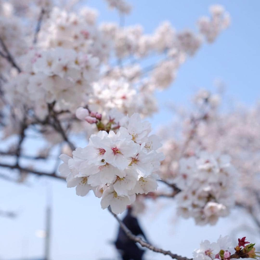おまめ（Miki）さんのインスタグラム写真 - (おまめ（Miki）Instagram)「. . ariesお花見♡ . みんなが撮る写真がオシャレすぎて 犬とポカポカ見守り隊🐶🌸 . . . #お花見 #今年も🐶参加 #眩しくてほぼ半目の犬 #四季を楽しむ日本の文化 🌸」4月7日 18時59分 - mamexx19