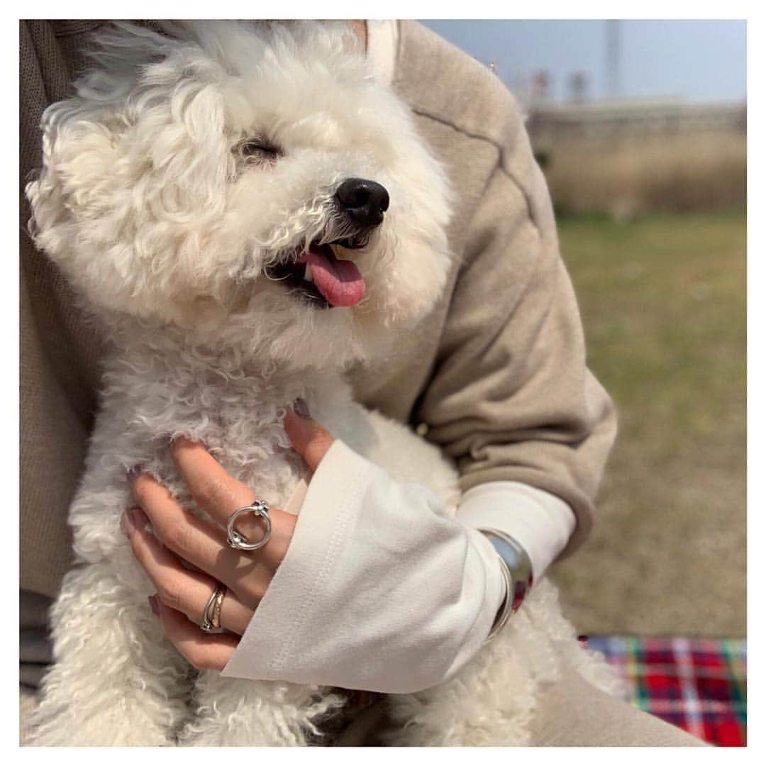 おまめ（Miki）のインスタグラム：「. . ariesお花見♡ . みんなが撮る写真がオシャレすぎて 犬とポカポカ見守り隊🐶🌸 . . . #お花見 #今年も🐶参加 #眩しくてほぼ半目の犬 #四季を楽しむ日本の文化 🌸」