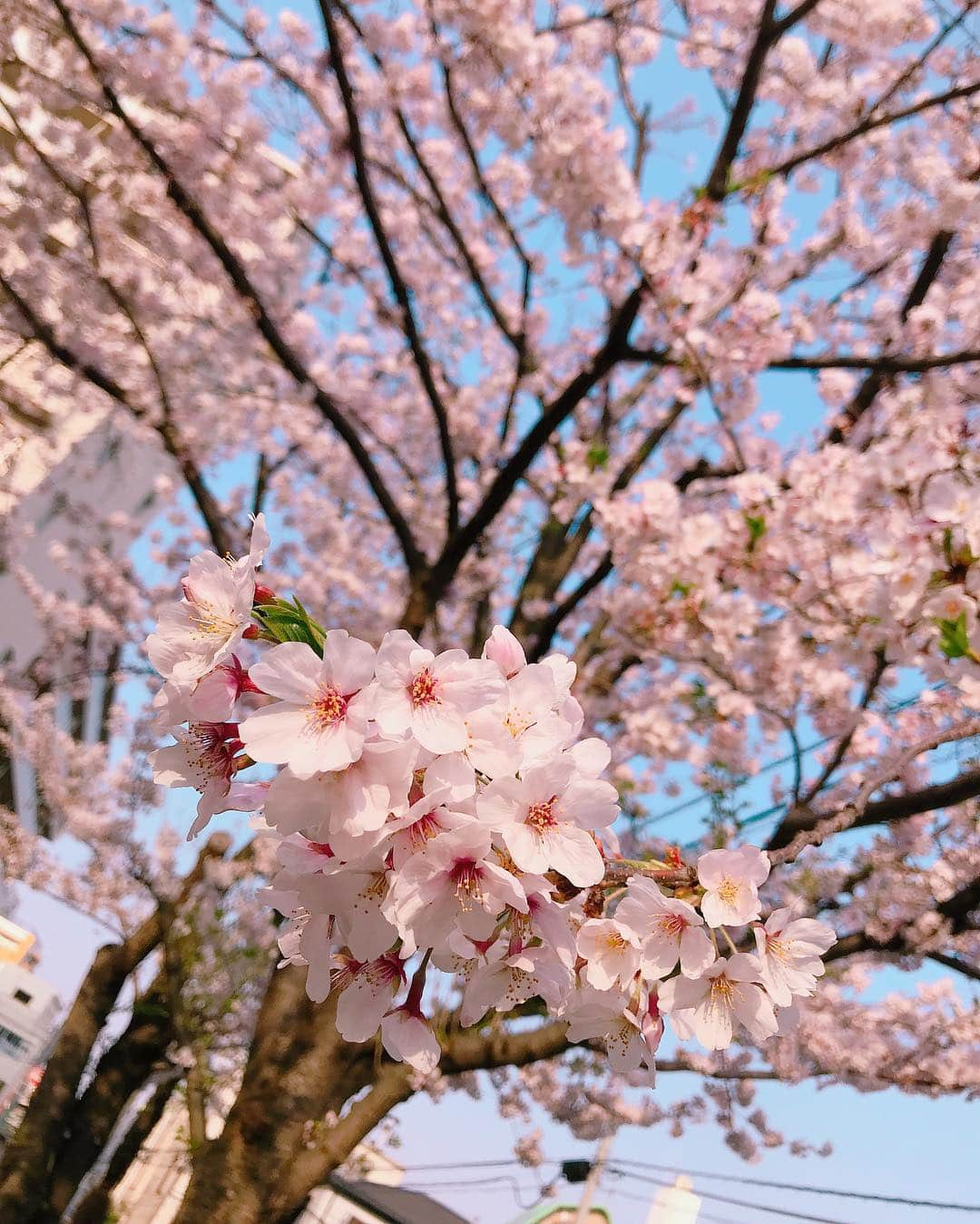 蓮城まことさんのインスタグラム写真 - (蓮城まことInstagram)「🌸 今日が最後のチャンスかなと思い お花見してきました✨ ちょうど散りどきなのか桜のシャワーがたくさん😍 わんこずと癒されてきました😊 #桜 #お花見 #桜のシャワー #わんこず #しょこら #しゅがー #チワワ #桜の花びらがお家までついてきました #日本人で良かった」4月7日 19時00分 - makotorenjo_king_official