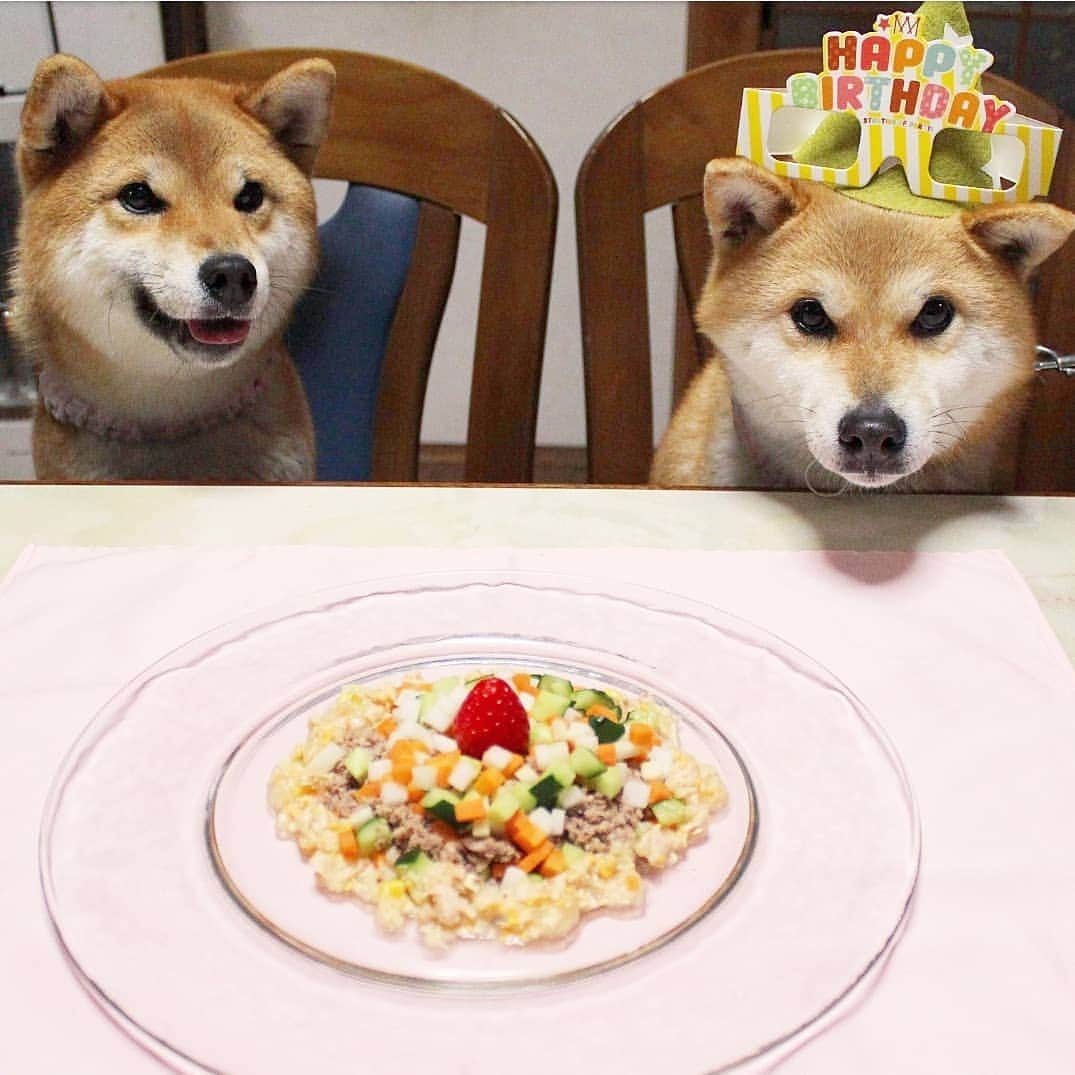 柴犬たま Shibainu Tamaさんのインスタグラム写真 - (柴犬たま Shibainu TamaInstagram)「誕生日ディナーだよ〜🎂🍴 たまがめっちゃ嬉しそうで良かった〜👏✨ * ※ちなみに毎回の事ながらミケの誕生日みたいですが、 今日はたまの誕生日です(笑) * Caption trans🇬🇧 Special dinner for Tama's birthday🎂🍴 I am happy that Tama looks happy👏✨ By the way, it seems to celebrate Meekeh's birthday, but today is Tama's birthday(lol) * #柴犬たま #たママ #たま家族 #柴犬ミケ #たま誕生日 #4月7日 #たま6歳 #誕生日 #birthday #誕生日パーティー #誕生日おめでとう #一眼レフ #一眼レフカメラ #ごはんの時間 #笑顔 #ニコニコ #かなりひし形 #柴犬 #shiba #shibainu #shibastagram #犬 #dog #多頭飼い」4月7日 18時54分 - tama7653