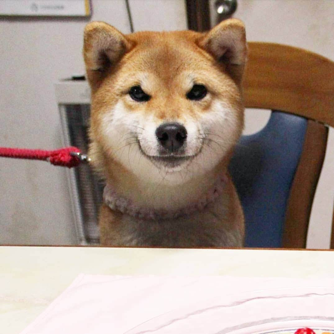 柴犬たま Shibainu Tamaさんのインスタグラム写真 - (柴犬たま Shibainu TamaInstagram)「誕生日ディナーだよ〜🎂🍴 たまがめっちゃ嬉しそうで良かった〜👏✨ * ※ちなみに毎回の事ながらミケの誕生日みたいですが、 今日はたまの誕生日です(笑) * Caption trans🇬🇧 Special dinner for Tama's birthday🎂🍴 I am happy that Tama looks happy👏✨ By the way, it seems to celebrate Meekeh's birthday, but today is Tama's birthday(lol) * #柴犬たま #たママ #たま家族 #柴犬ミケ #たま誕生日 #4月7日 #たま6歳 #誕生日 #birthday #誕生日パーティー #誕生日おめでとう #一眼レフ #一眼レフカメラ #ごはんの時間 #笑顔 #ニコニコ #かなりひし形 #柴犬 #shiba #shibainu #shibastagram #犬 #dog #多頭飼い」4月7日 18時54分 - tama7653