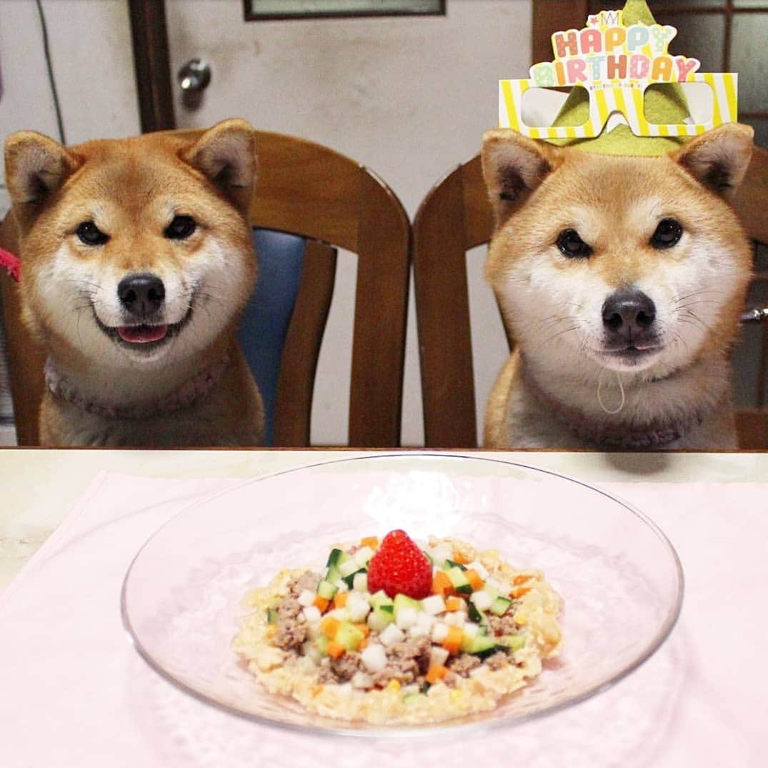 柴犬たま Shibainu Tamaさんのインスタグラム写真 - (柴犬たま Shibainu TamaInstagram)「誕生日ディナーだよ〜🎂🍴 たまがめっちゃ嬉しそうで良かった〜👏✨ * ※ちなみに毎回の事ながらミケの誕生日みたいですが、 今日はたまの誕生日です(笑) * Caption trans🇬🇧 Special dinner for Tama's birthday🎂🍴 I am happy that Tama looks happy👏✨ By the way, it seems to celebrate Meekeh's birthday, but today is Tama's birthday(lol) * #柴犬たま #たママ #たま家族 #柴犬ミケ #たま誕生日 #4月7日 #たま6歳 #誕生日 #birthday #誕生日パーティー #誕生日おめでとう #一眼レフ #一眼レフカメラ #ごはんの時間 #笑顔 #ニコニコ #かなりひし形 #柴犬 #shiba #shibainu #shibastagram #犬 #dog #多頭飼い」4月7日 18時54分 - tama7653