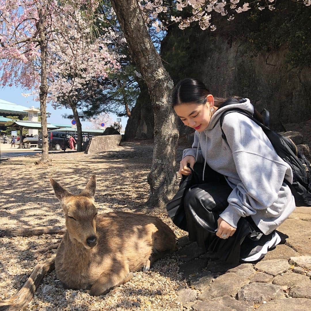 八木莉可子さんのインスタグラム写真 - (八木莉可子Instagram)「こないだ広島で、 お花見してきてん。 🦌は、桜あんまり 見てはらへんかったわ…。笑」4月7日 18時57分 - yagirikaco_official