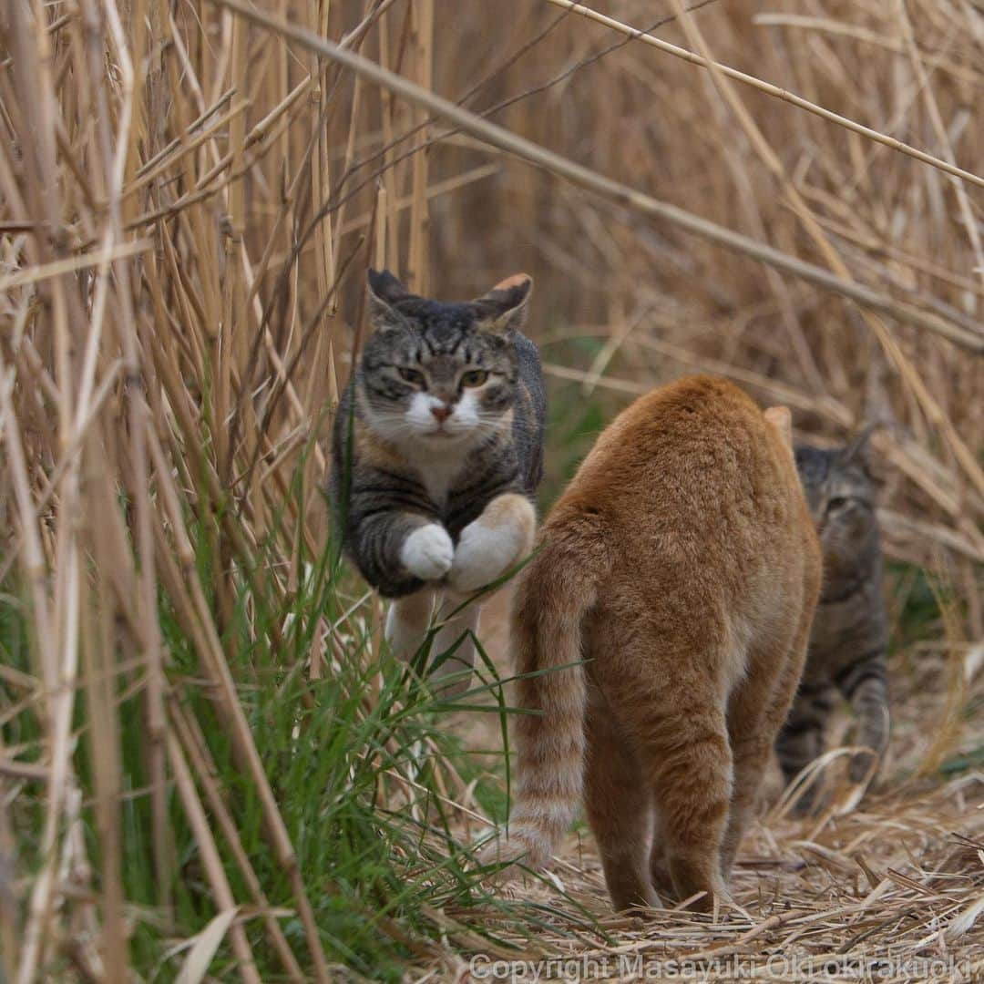 Masayukiさんのインスタグラム写真 - (MasayukiInstagram)「急いでます。  #cat #ねこ」4月7日 18時58分 - okirakuoki