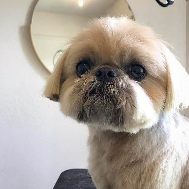 Dougie the Shih Tzuさんのインスタグラム写真 - (Dougie the Shih TzuInstagram)「Maybe he’s born with it, maybe it’s @dogs.by.gina ❤️」4月8日 4時23分 - dailydougie