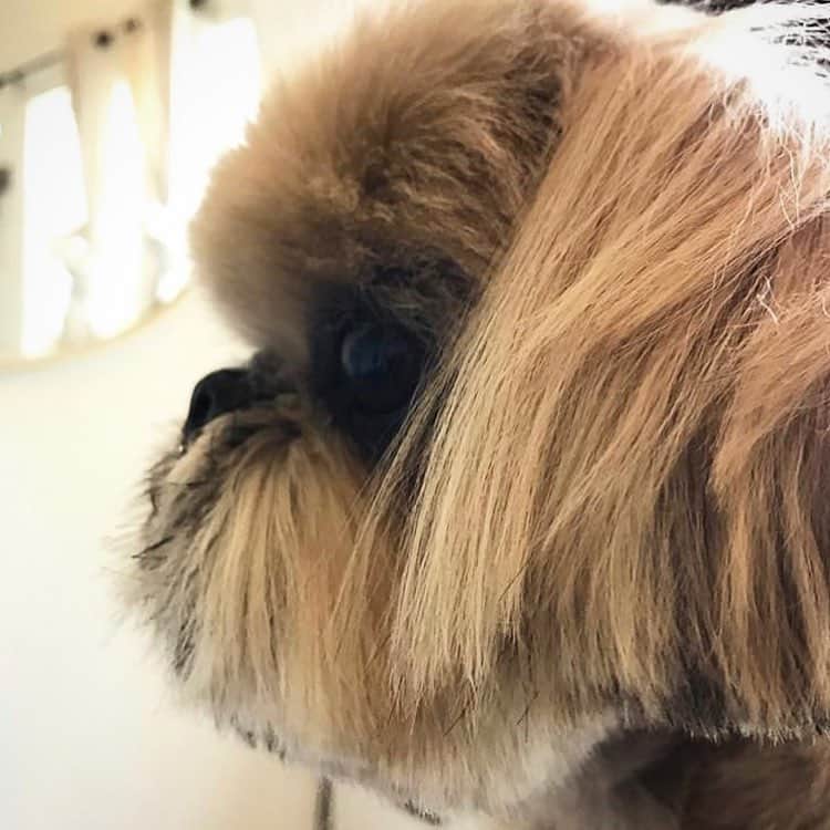 Dougie the Shih Tzuさんのインスタグラム写真 - (Dougie the Shih TzuInstagram)「Maybe he’s born with it, maybe it’s @dogs.by.gina ❤️」4月8日 4時23分 - dailydougie