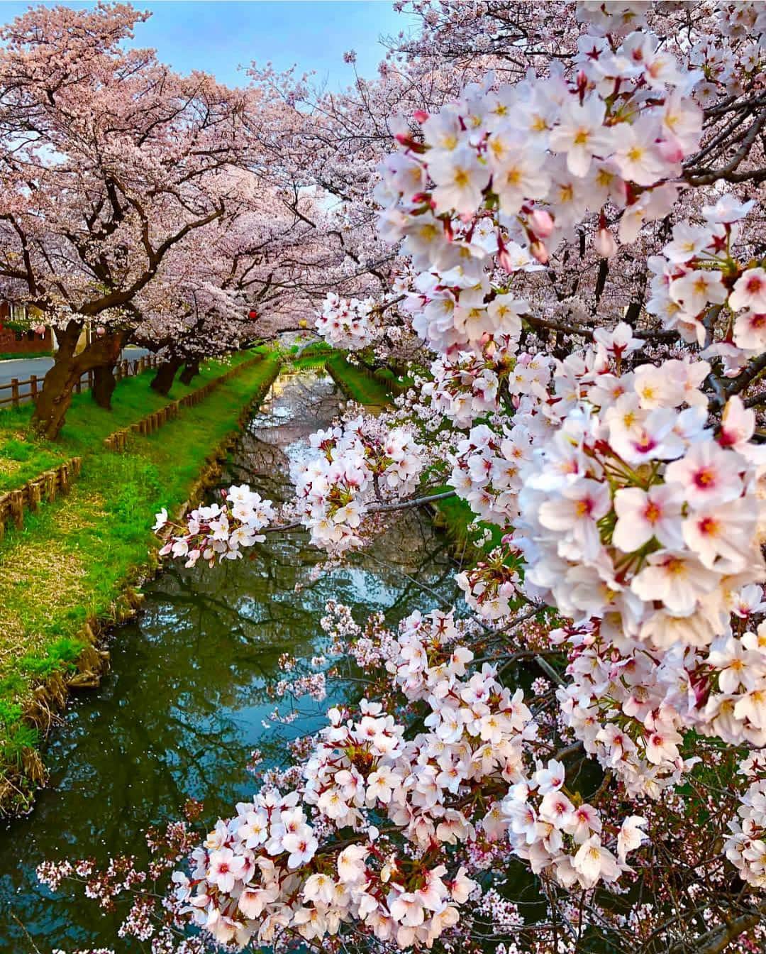 Wonderful Placesさんのインスタグラム写真 - (Wonderful PlacesInstagram)「Cherry Blossoms in Shingashi River - Japan ✨🌸🌸🌸✨ . Picture by ✨✨@capkaieda✨✨ #wonderful_places for a feature 💖」4月8日 4時25分 - wonderful_places