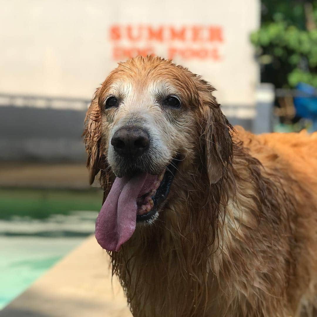 Hoykong&Plamuekさんのインスタグラム写真 - (Hoykong&PlamuekInstagram)「Wet dog is a happy dog #hkpm #hoyong #plamuek_westies」4月8日 4時40分 - hoykongplamuek