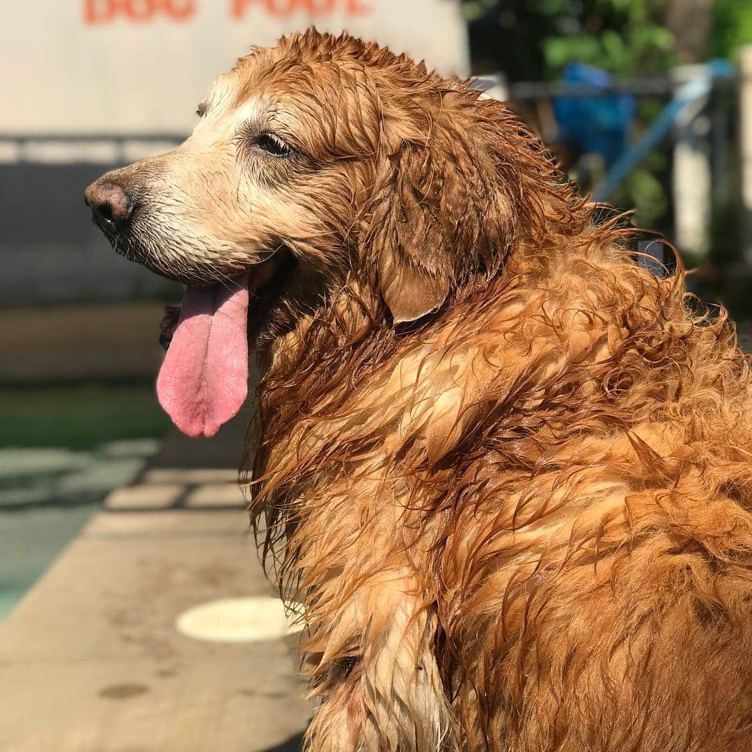 Hoykong&Plamuekのインスタグラム：「Wet dog is a happy dog #hkpm #hoyong #plamuek_westies」