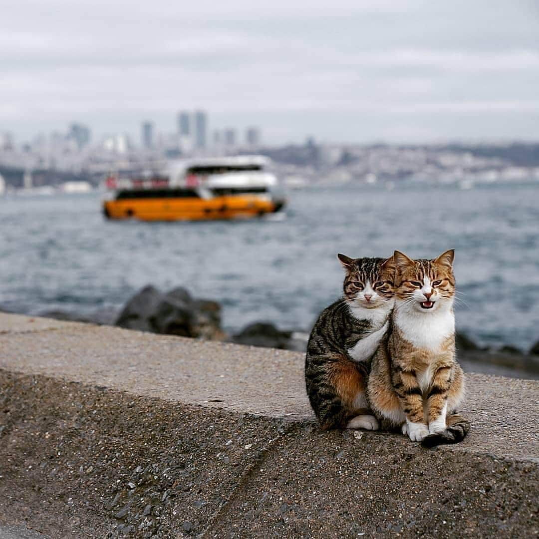 Cute Pets Dogs Catsさんのインスタグラム写真 - (Cute Pets Dogs CatsInstagram)「Happy together 😍  From @pacificreverie  #kittens_of_world and follow us to be featured 😸 #chat #neko #gato #gatto #meow #kawaii #nature #pet #animal #instacat #instapet #mycat #catlover #cats #catofinstagram #catoftheday #catlover #catlovers #cat_features #catlove #catsgram #cutecats」4月8日 5時26分 - dailycatclub