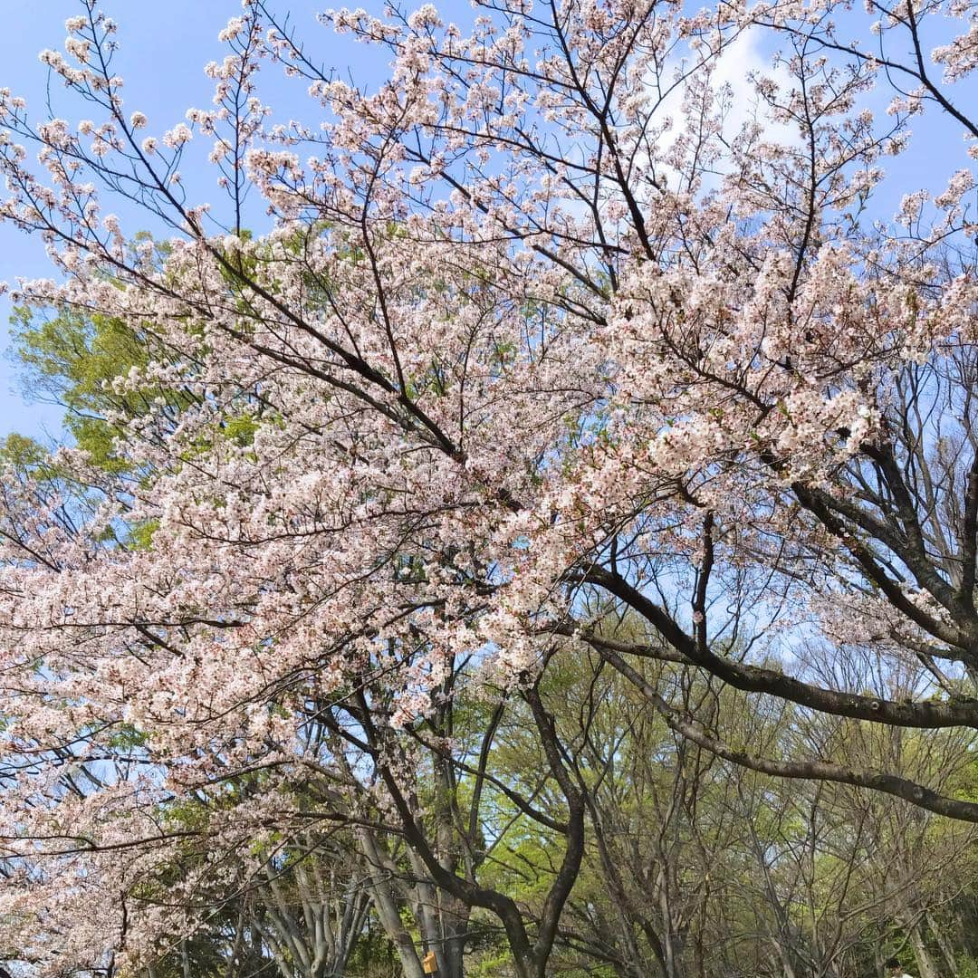 下門美春さんのインスタグラム写真 - (下門美春Instagram)「今日は神宮球場1325mで11km B-up🏃‍♀️✨ ゆうこ(@pigeta.jp)が給水してくれました☺️✨ 途中小川監督と取り巻き記者さんと遭遇して異物を見るような目で見られたのは一生忘れません🤣笑 多分あんまり見たことないスピード感だよね笑 そのあとはバッティングセンターでピッチング練習して(笑)つば九郎ピコピコ買って有沙(@arisa__ys01)と弟くんと会って、東京駅行ってディーンアンドデルーカでサンドイッチ買って皇居行って公園行ってぼーっと話して、治療行って帰宅中です🚃 充実した日。 ありがとうございまーす😊✨ 明日からまた頑張りましょうー🙋‍♀️✨ 最後2枚、練習後に見せかけて練習前🤣笑 すげー嫌そう。笑 でも選手ののぼり旗が一周ずっとあったので元気に走れた💪✨ #japan #marathon #runner #マラソン #マラソン女子 #ランニング #ランニング女子 #初 #神宮球場 トレ #瀬古ロード らしい #brooks #hyperion #stance #bliz #皇居 #花見」4月7日 20時46分 - 38shimo