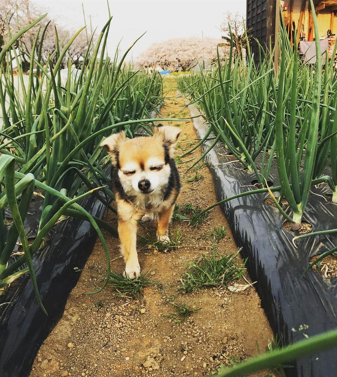 三浦理志さんのインスタグラム写真 - (三浦理志Instagram)「今年の玉ねぎは良さそうな気がする！ 春野菜たちは順調に育っております！ 小粒さんは畑が大好きですね〜 〜〜〜〜〜SURF&NORF〜〜〜〜〜 #surfandnorf #farm #farmer #vegetables #onion #畑 #農夫 #野菜 #春野菜 #玉ねぎ #長ネギ #小粒」4月7日 20時48分 - mar4m