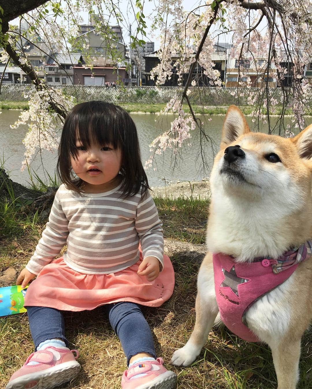 ゆもこさんのインスタグラム写真 - (ゆもこInstagram)「「お花見に行ってきたよー！とってもいいお天気でひよりニコニコでした〜！」 暑いくらいのいいお天気でした😊 お弁当を持って近くの桜スポットへ🌸 ひよりもチビちゃんも楽しそうで、ずっとニコニコしてました🐶✨🧒 やっと春らしくなり、なんだかワクワクしてきますね♫ ※ ※ ※ #dogsofinstagram #日本犬 #柴犬 #柴 #赤柴 #shiba #犬バカ部 #ふわもこ部 #柴犬マニア #しば #shibadog #sibainu #ひより日和 #柴女子 #shibagram #shibastagram #いぬら部 #柴犬ひより #pecoいぬ部 #いぬのきもち ＃お花見 #桜 #チビちゃんとひよさん ＃子供と犬」4月7日 20時49分 - yumohiyo