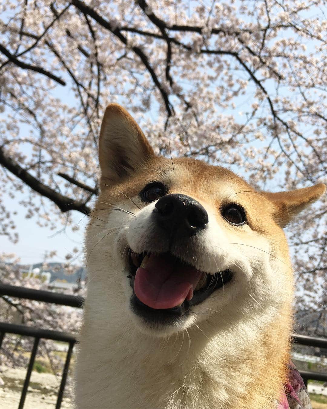 ゆもこさんのインスタグラム写真 - (ゆもこInstagram)「「お花見に行ってきたよー！とってもいいお天気でひよりニコニコでした〜！」 暑いくらいのいいお天気でした😊 お弁当を持って近くの桜スポットへ🌸 ひよりもチビちゃんも楽しそうで、ずっとニコニコしてました🐶✨🧒 やっと春らしくなり、なんだかワクワクしてきますね♫ ※ ※ ※ #dogsofinstagram #日本犬 #柴犬 #柴 #赤柴 #shiba #犬バカ部 #ふわもこ部 #柴犬マニア #しば #shibadog #sibainu #ひより日和 #柴女子 #shibagram #shibastagram #いぬら部 #柴犬ひより #pecoいぬ部 #いぬのきもち ＃お花見 #桜 #チビちゃんとひよさん ＃子供と犬」4月7日 20時49分 - yumohiyo