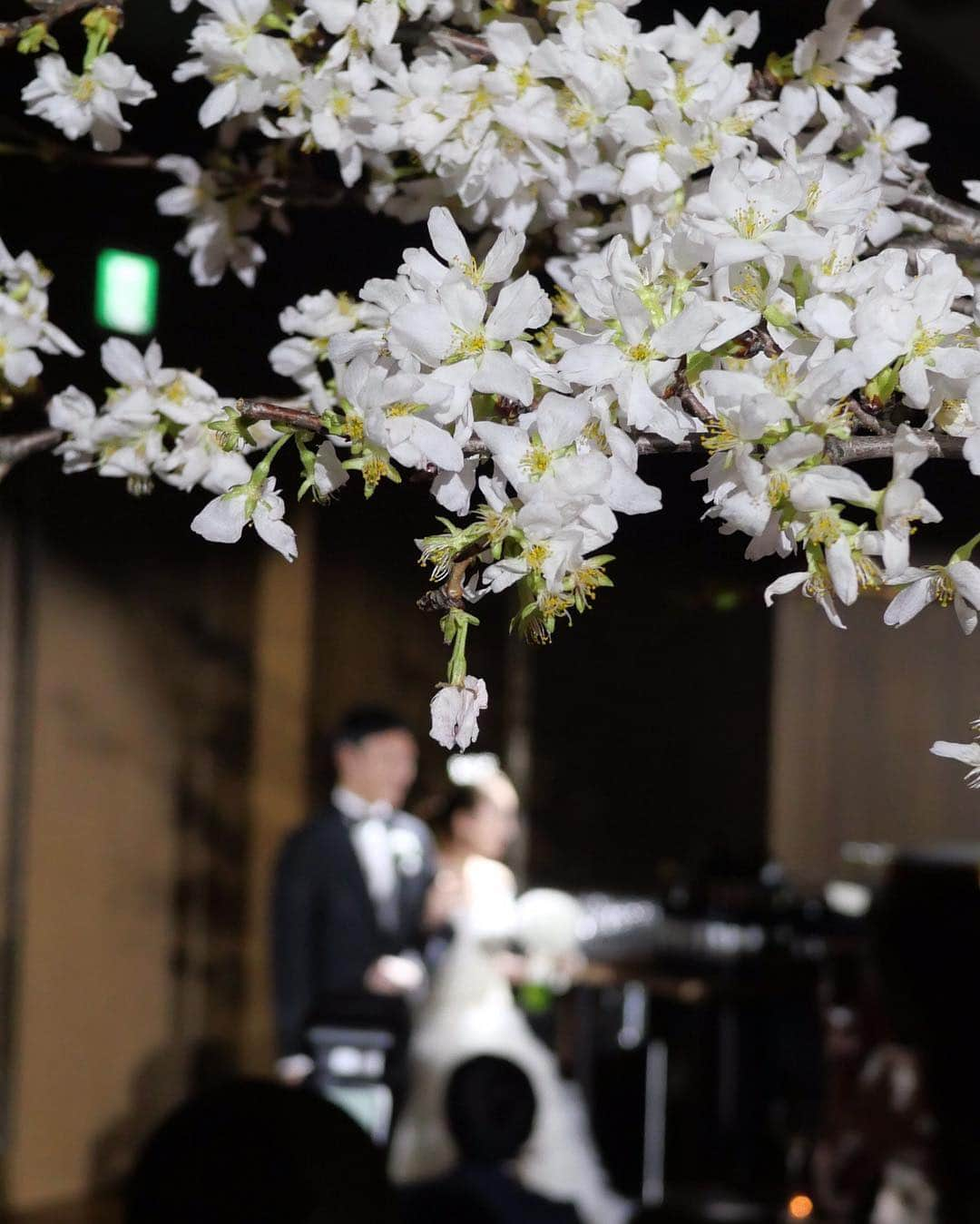 田中麻衣さんのインスタグラム写真 - (田中麻衣Instagram)「都内披露宴のテーマを夜のお花見🌸🌉にしていたので、会場装花は全て桜で統一しました。 . お花は全部任せると夫が任せてくれて、いつか結婚式をするときは会場を全て桜で埋め尽くしたいという理想があったので時期も桜のシーズンに🌸✨ ほかの花材は一切使わずシンプルにモダンに、かつダイナミックに配置していただきました。 まさに理想通りの装花にしてくださったフローリストさんに感謝です。 . ど真ん中に桜の木をイメージした大きな桜を。花瓶も黒でお願いし、シックに仕上げていただきました☺️💕 桜の周りにベンチを用意したりして本当にお花見風に🍡🌸 . 高砂も立体感に桜を配置してくださり、これも理想そのものでした🌸 . #2019春婚 #wedding #プレ花嫁 #グランドハイアット東京 #grandhyatttokyo #お花見 #桜 #結婚式 #グラハイ花嫁」4月7日 20時55分 - maitanaka1217