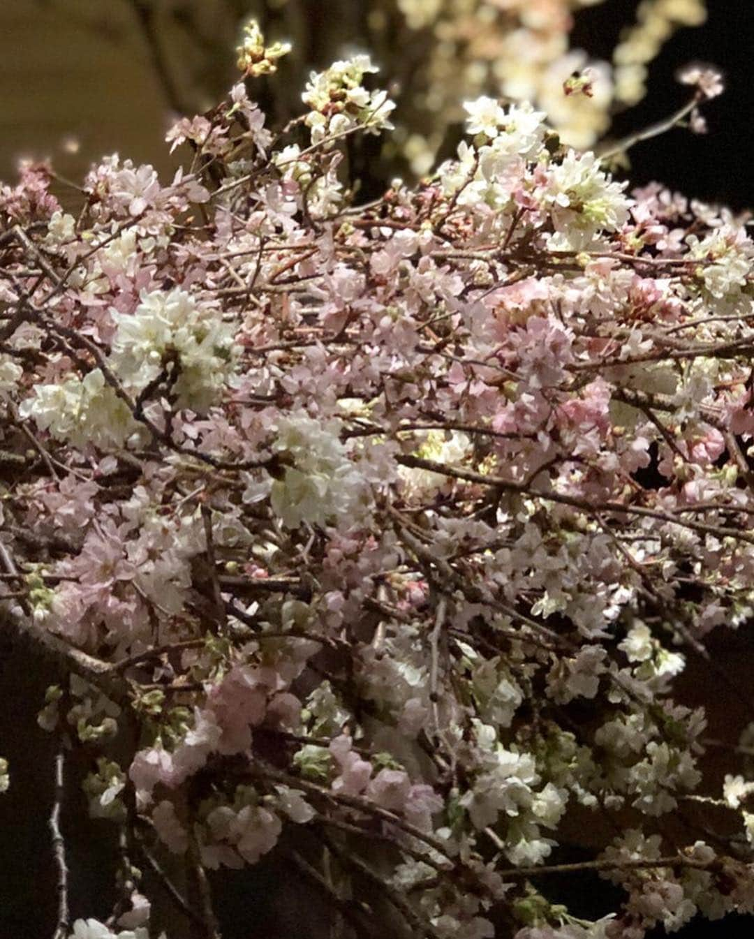 田中麻衣さんのインスタグラム写真 - (田中麻衣Instagram)「都内披露宴のテーマを夜のお花見🌸🌉にしていたので、会場装花は全て桜で統一しました。 . お花は全部任せると夫が任せてくれて、いつか結婚式をするときは会場を全て桜で埋め尽くしたいという理想があったので時期も桜のシーズンに🌸✨ ほかの花材は一切使わずシンプルにモダンに、かつダイナミックに配置していただきました。 まさに理想通りの装花にしてくださったフローリストさんに感謝です。 . ど真ん中に桜の木をイメージした大きな桜を。花瓶も黒でお願いし、シックに仕上げていただきました☺️💕 桜の周りにベンチを用意したりして本当にお花見風に🍡🌸 . 高砂も立体感に桜を配置してくださり、これも理想そのものでした🌸 . #2019春婚 #wedding #プレ花嫁 #グランドハイアット東京 #grandhyatttokyo #お花見 #桜 #結婚式 #グラハイ花嫁」4月7日 20時55分 - maitanaka1217