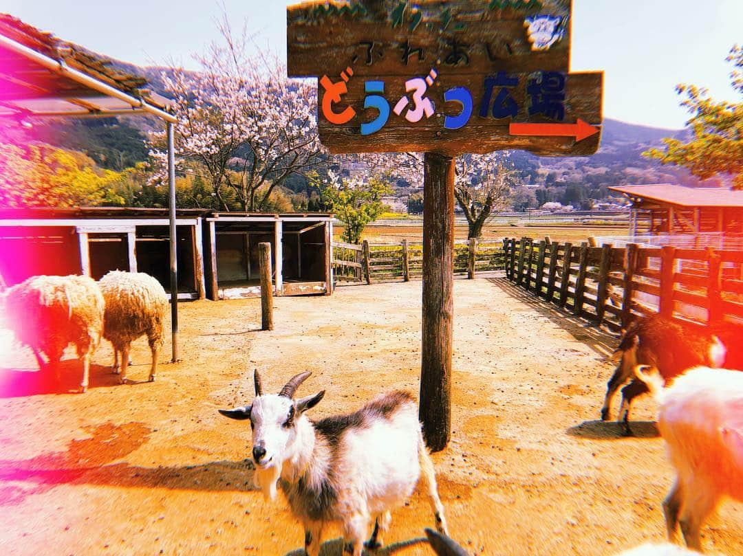 山崎桃子のインスタグラム