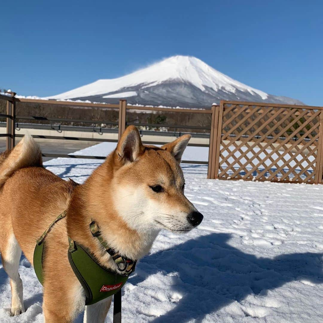 大山加奈さんのインスタグラム写真 - (大山加奈Instagram)「. . もうすこしで だいずくんに会えるーーーー‼︎ . . はやくモフモフしたい(>_<) . . #だいず #だいず🐕💓 #豆柴 #豆柴部  #柴犬 #しばいぬ  #犬のいる暮らし#🐶 #🐕#いぬすたぐらむ #ワンスタグラム #しばすたぐらむ #mameshiba#shibainu#shibastagram」4月7日 21時04分 - kanaoyama0619