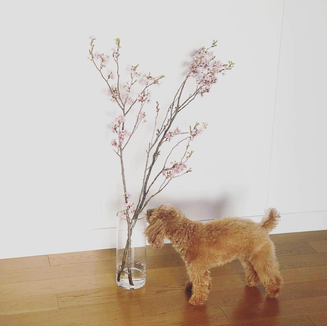 川村優希さんのインスタグラム写真 - (川村優希Instagram)「部屋でもささやかなお花見🌸 お花屋さんで安くなっていた桜を購入してきました。 終わりかけだけど家で眺めるには十分です✨ #桜 #啓翁桜 #春の部屋 #春の景色 #spring #cherryblossom」4月7日 21時04分 - yuki.kawamura.official