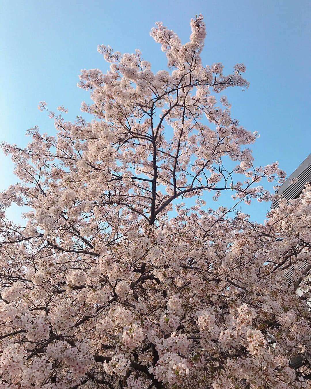 大野いとさんのインスタグラム写真 - (大野いとInstagram)「友達と中目黒へお花見へ☺️🌸✨ ちなみにお花見２回目。笑 美味しいカフェラテ飲もうって言って、オニバスコーヒーへ行きました。桜綺麗やった〜🥰 #お花見#桜#オニバスコーヒー」4月7日 21時04分 - ohno_ito