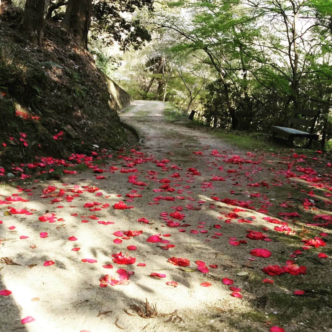 市川笑野さんのインスタグラム写真 - (市川笑野Instagram)「金刀比羅宮裏参道にて。 椿の散り際の美しさ！ #こんぴら裏参道 #金刀比羅宮裏参道 #裏参道 #椿の散り際 #朝の参詣」4月7日 21時05分 - emino.i