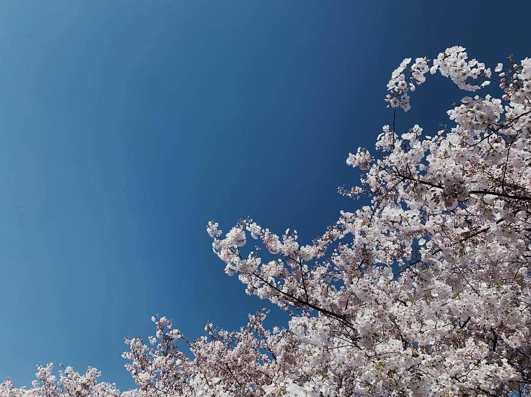 武田玲奈さんのインスタグラム写真 - (武田玲奈Instagram)「桜、長く咲いてて嬉しい🌸  電影少女の撮影中、 昼休憩にお団子買って みんなで食べながら お花見できた🌸🌸 その時の桜です🌸  好きなお花は桜とひまわり🌻  今日もお疲れ様でした。  #cherryblossom」4月7日 21時07分 - rena_takeda