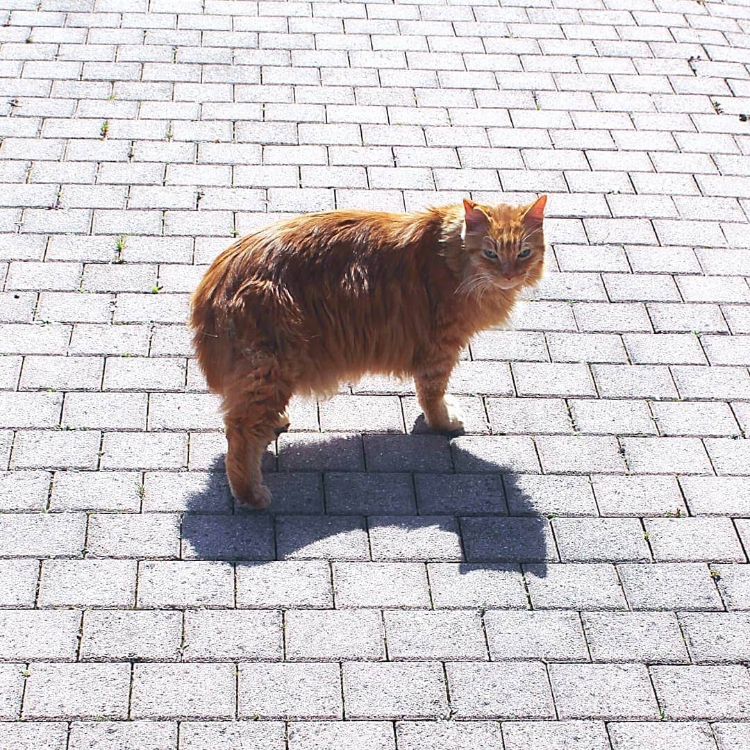 Homer Le Miaou & Nugget La Nugさんのインスタグラム写真 - (Homer Le Miaou & Nugget La NugInstagram)「I am now taking Homer outside without his leash. He hated it so we've compromised and he's now free to patrol the terrasse as he wants but i follow him like his shadow... Speaking of it, don't you think his shadow looks like a fluffy caterpillar?lol 😸🐛😸 #TheWildCaterpiCat」4月7日 21時08分 - homer_le_chat