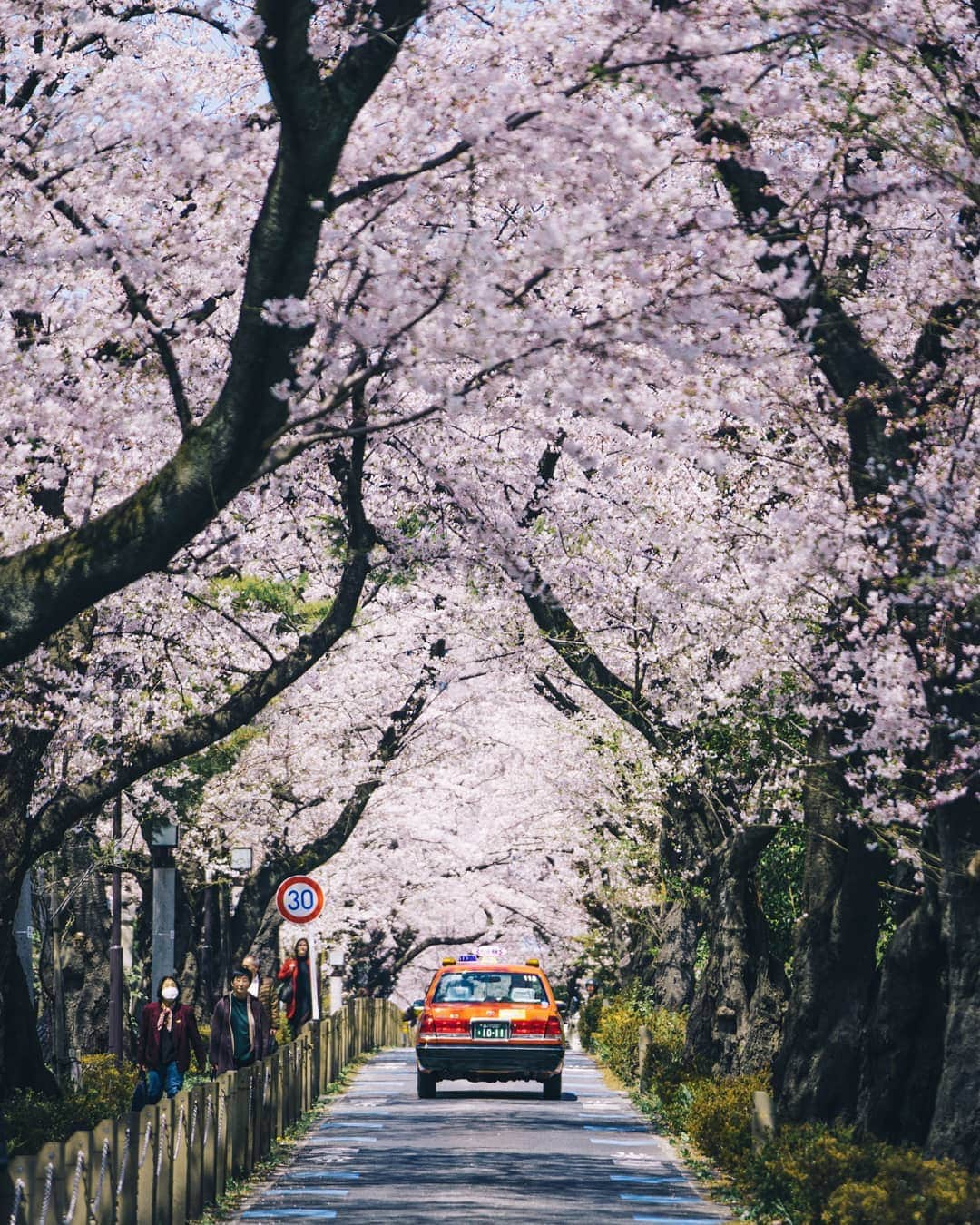 福田洋昭のインスタグラム：「A little late to the Sakura party, but I'm here 💮」