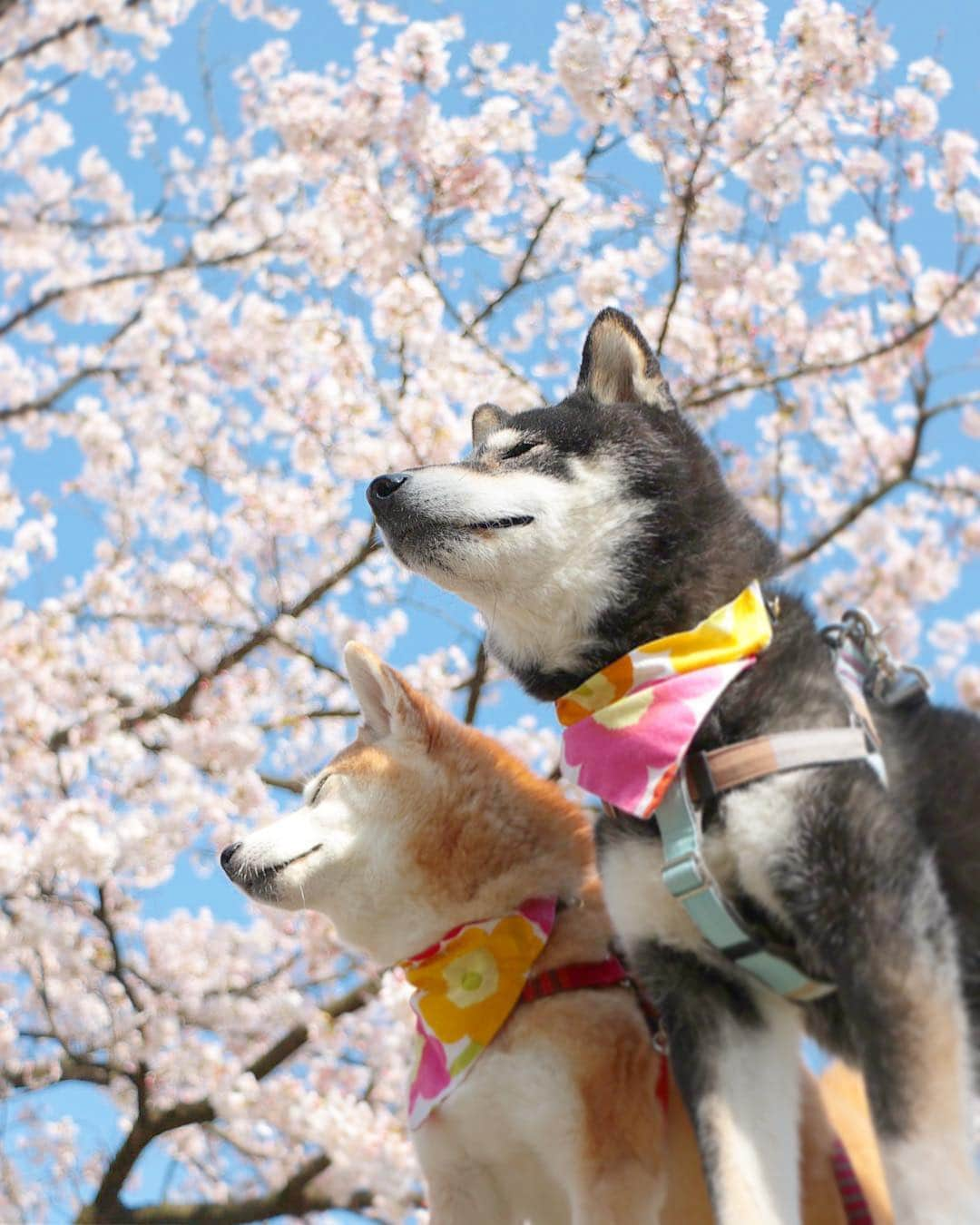 柴犬 けんしろう ゆりあさんのインスタグラム写真 - (柴犬 けんしろう ゆりあInstagram)「🐶🌸🐶 . 「ガクおじさんお元気ですか？」 . 今日は家族でガクおじさんを偲ぶ会をしました。 懐かしい写真や動画を見ながら大爆笑したり涙したり。最期の動画に近づくと父がそっと席を立ってしまったり、母が「ガクに会いたいね」とぽつりとひと言。けんゆりにぴきかかっても、ガクおじさんの存在の大きさには到底敵いませんね。 ストーリーにガクおじさんの写真と動画を載せてますので、よかったらみてください☺️ . . Location: 富山」4月7日 21時12分 - nerishiro