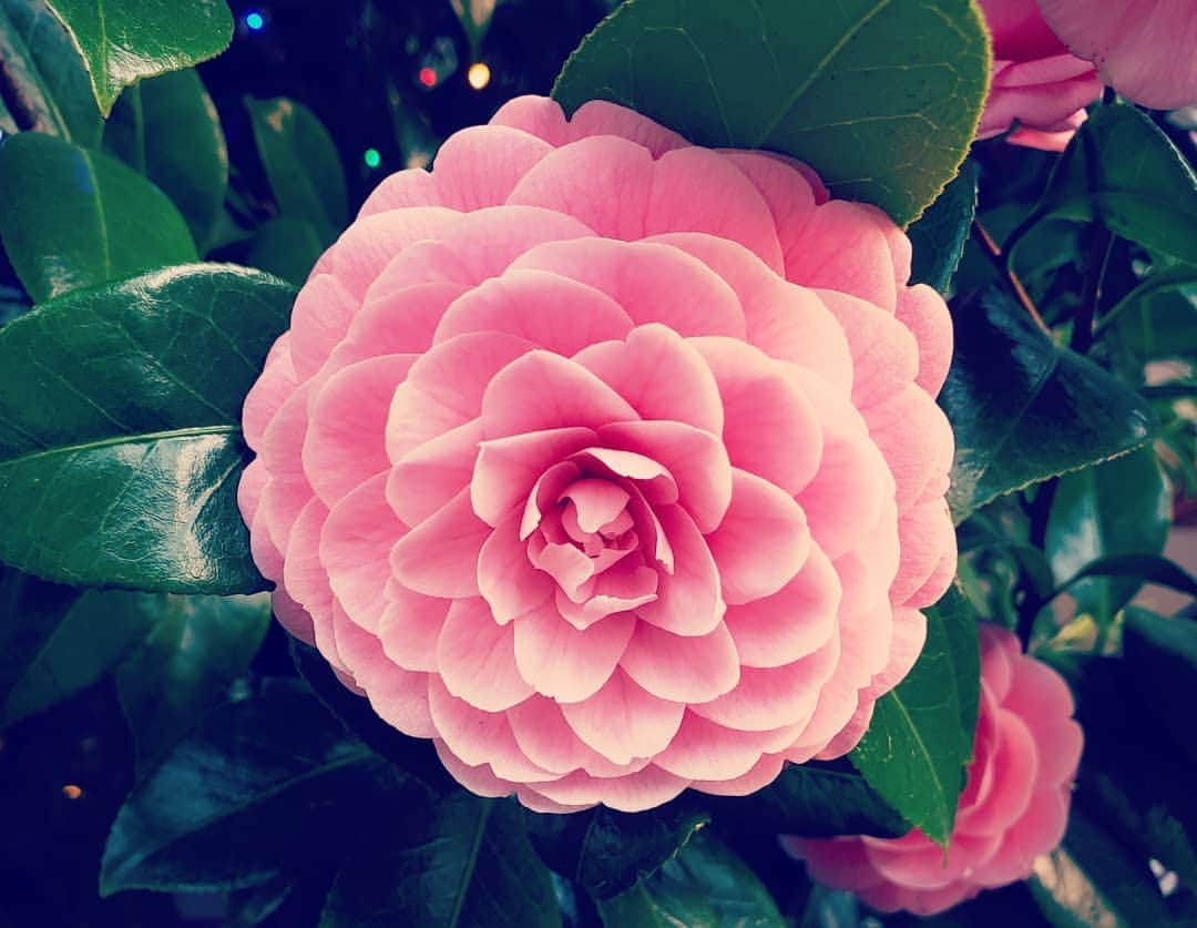 Shihoさんのインスタグラム写真 - (ShihoInstagram)「桜もいいけど椿もね。  #椿 #桜もいいけど #花 #camellia #日本の花 #flowers」4月7日 21時13分 - fried_pride_shiho