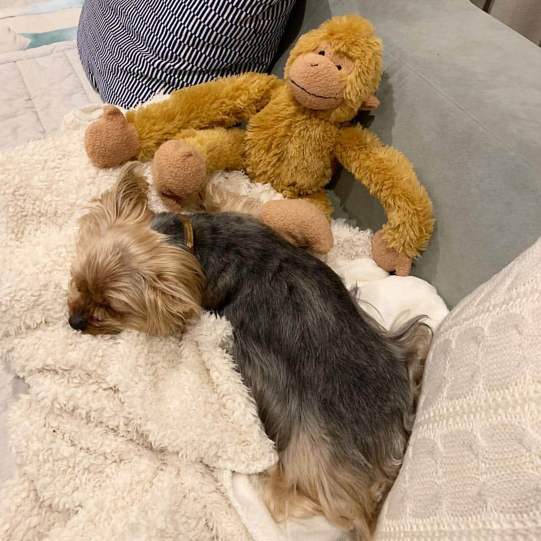 Rubyさんのインスタグラム写真 - (RubyInstagram)「🐶💬 Sweet dreams  ㅤㅤㅤㅤㅤㅤㅤㅤㅤㅤㅤㅤㅤㅤㅤ ㅤㅤㅤㅤㅤㅤㅤㅤㅤㅤㅤㅤㅤㅤㅤ #yorkie #yorkshireterrier #ヨーキー #ヨークシャテリア」4月7日 21時13分 - ruby_the_yorkie