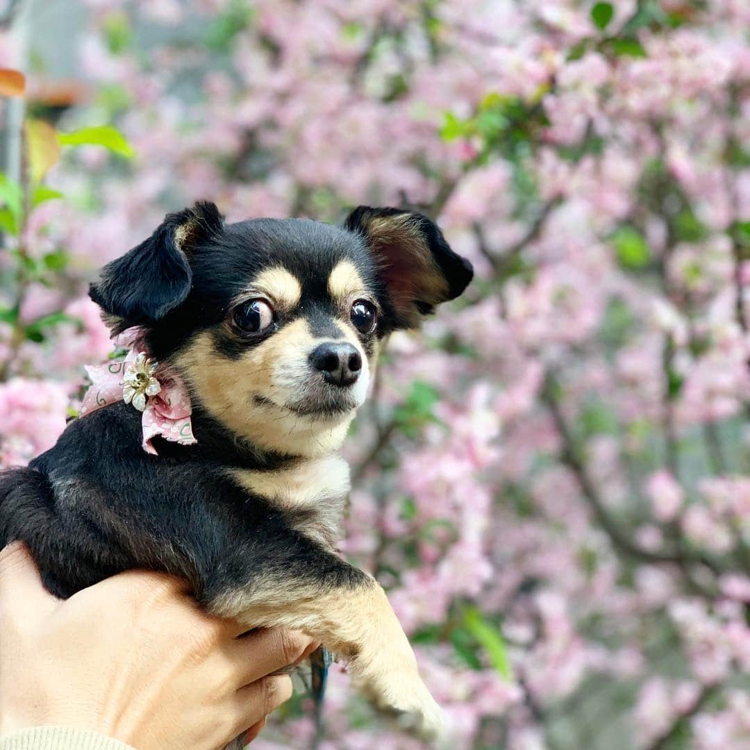 佐野恭平さんのインスタグラム写真 - (佐野恭平Instagram)「#桜 #いぬぬ」4月7日 21時28分 - kyoheisano