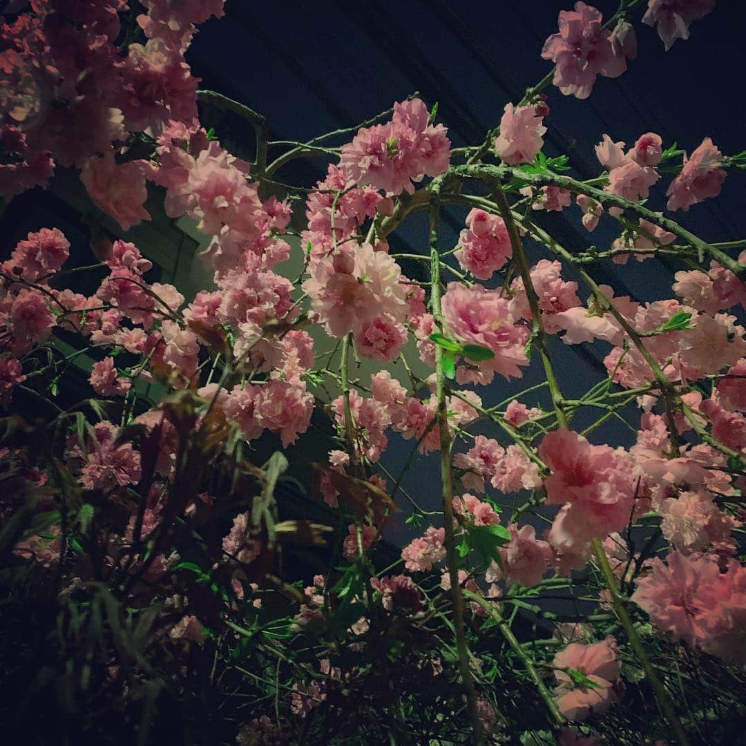マシュー・チョジックさんのインスタグラム写真 - (マシュー・チョジックInstagram)「👟🌷 #散歩中 #whilewalking #東京 #Tokyo #Japan #日本 #onawalk #flowers」4月7日 21時21分 - matthew_chozick