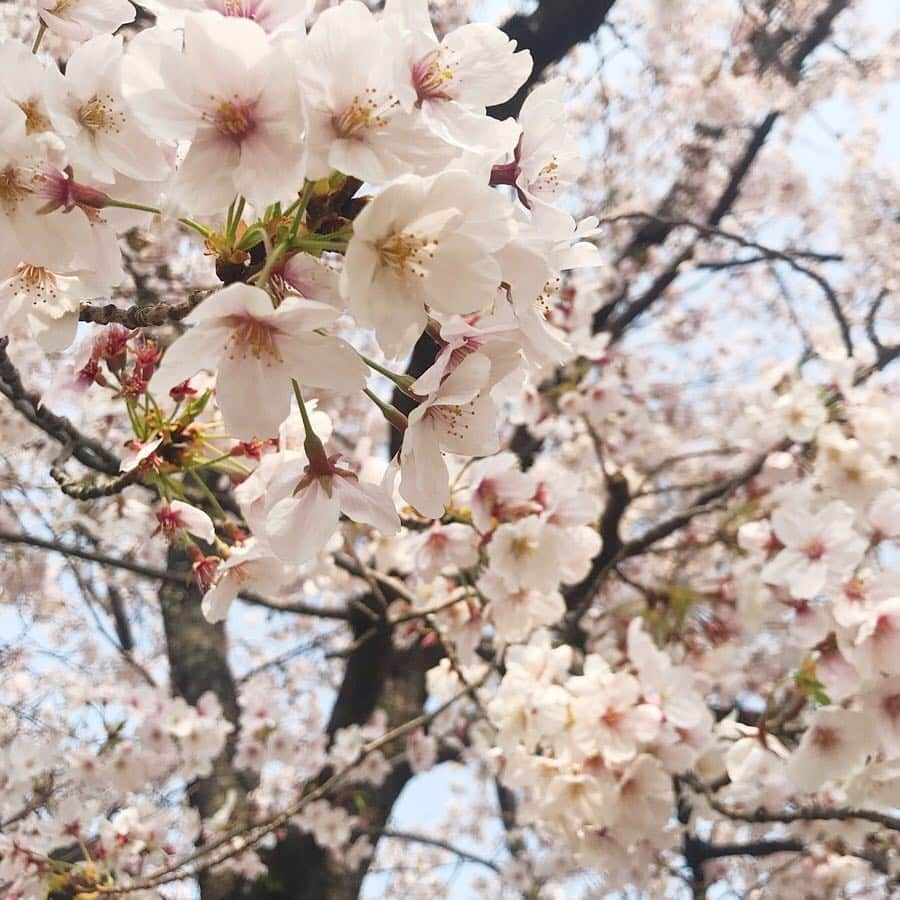 minminmaaaさんのインスタグラム写真 - (minminmaaaInstagram)「・ ・ 近所の公園にお花見へ🌸 ・ ・ ワンピース @plage_jp  @gallardagalante  トップス @agnesb_officiel  デニム @uniqlo_ginza  レギンス @mode_robe_official  バッグ #vasic かごバッグ @sea_japan  パンプス @i_need_more_shoes_official  スニーカー @converse_jp ・ ・ ・ ・ ▷▷▷ @professionalslendermake_083  薄手なのでワンピースの下やデニムにはこれを👌✨ ・ ・ 普通のレギンスに見えますが、 お腹から足首までしっかり加圧✨ ・ 着圧線もないので普段使いしやすいです💓 ・ ・ ・ ・ ・ ・ #ママコーデ #ママファッション #プチプラコーデ#シンプルコーデ#コーディネート#着回しコーデ #大人カジュアル#お洒落さんと繋がりたい #ponte_fashion #locari #mamagirl #r_fashion #ユニクロ#UNIQLO#uniqloginza #コンバース#plage #プラージュ#agnesb #アニエスベー #春コーデ#お花見」4月7日 21時21分 - minminmaaa