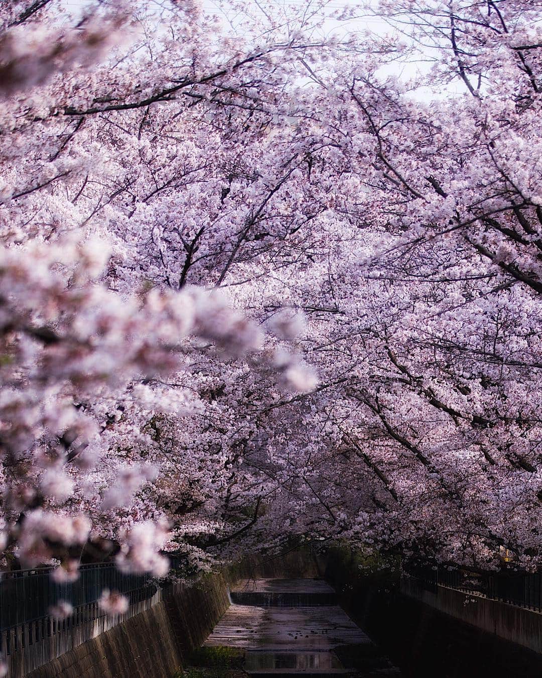 増田由希子さんのインスタグラム写真 - (増田由希子Instagram)「In full bloom🌸 #sakura #cherryblossom #cherryblossoms #hanami #japan #お花見 #桜」4月7日 21時22分 - nonihana_