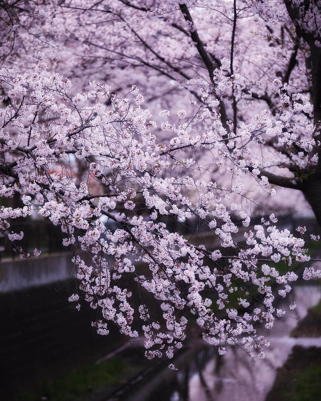 増田由希子さんのインスタグラム写真 - (増田由希子Instagram)「In full bloom🌸 #sakura #cherryblossom #cherryblossoms #hanami #japan #お花見 #桜」4月7日 21時22分 - nonihana_