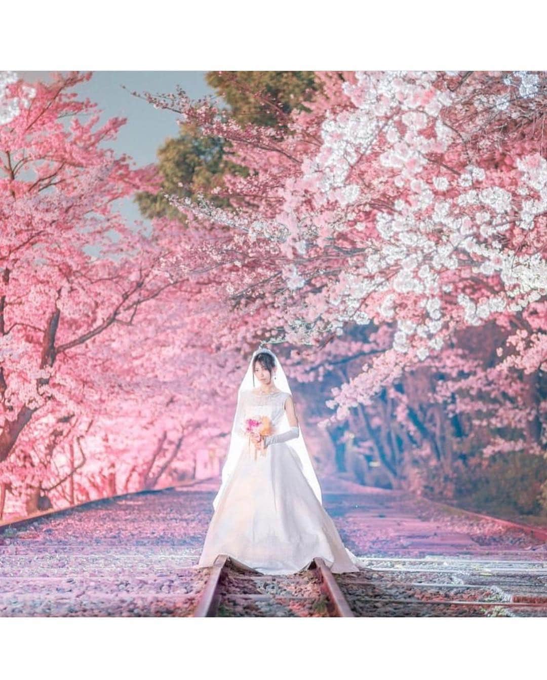 プレ花嫁の結婚式準備アプリ♡ -ウェディングニュースさんのインスタグラム写真 - (プレ花嫁の結婚式準備アプリ♡ -ウェディングニュースInstagram)「うっとりするほど美しい✨桜フォト10選🌸 * * こちらのお写真は #フォトグラファー  @usalica さんからリグラムさせていただきました🌟ありがとうございました😊✨ * * フォトグラファーusalicaさんによる桜のお写真がとても素敵なんです😊 * カバーは #夜桜 の #ウエディングフォト 🌸✨線路沿いに咲く満開の桜の奥まで続く様子がとても幻想的で美しいですよね☺️💕 * 昼間の #桜 とは違った雰囲気が魅力的なポイントです💓 * 桜の時期のフォトはとっても人気なので気になる方は早めの検討がおすすめです💕 * 来年の #桜前撮り を控えて花嫁さんはぜひ参考にしてみてくださいね✨ * 他のフォトもとっても素敵なので、ぜひスワイプ👉🏻してチェックしてみてくださいね💕 * * ⚠️撮影は線路内の立ち入り（こちらは廃線です）について、の許可を得てから行われています * * * * ＼📷投稿お待ちしています／ * 花嫁はもちろん、業者さんも大歓迎✨ アナタのお写真をご紹介してもOKという方は、ぜひ #ウェディングニュース にお写真を投稿してください💕 * * ⬇︎関連アカウント⬇︎ * 💒式場検索 【 @weddingnews_concierge 】 👰マイレポ花嫁 【 @weddingnews_brides 】 * * その他、編集部からの連絡専用 @weddingnews_contact や、スタッフ個人の連絡用として @WN_xxxx（xxxは個人名）があります💕 * ………………………………………… ❤️WeddingNewsとは？ * * 花嫁のリアルな”声”から生まれた 花嫁支持率No1✨スマホアプリです📱💕 * * 🌸知りたい… #結婚式準備 に役立つ記事を毎日150件配信中♩ * 🌸見たい… インスタの #ウェディング 系投稿TOP100が毎日チェックできる＊IG画像の複数ワード検索も可♩ * 🌸叶えたい… #結婚式 関連の予約サイトが大集合♩ * 🌸伝えたい… 自分の結婚式レポ『マイレポ』が簡単に作れる♩先輩花嫁のレポが読める♩ * * @weddingnews_editor のURLからDLしてね✨ * * * #プレ花嫁 #結婚  #花嫁  #ウエディング #フォトウェディング #ロケーションフォト #前撮り #お花見 #ピンク  #デート #カップル  #ウェディングドレス #2020春婚 #写真好きな人と繋がりたい  #ファインダー越しの私の世界  #結婚式前撮り #cherryblossom #ウェディングフォト #日本中のプレ花嫁さんと繋がりたい  #weddingphotography」4月7日 21時24分 - weddingnews_editor