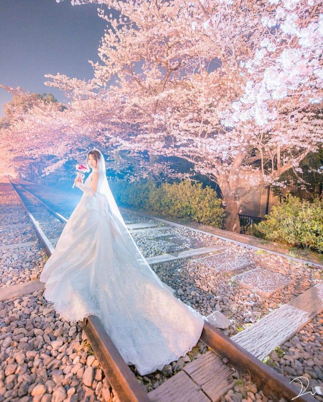 のインスタグラム：「うっとりするほど美しい✨桜フォト10選🌸 * * こちらのお写真は #フォトグラファー  @usalica さんからリグラムさせていただきました🌟ありがとうございました😊✨ * * フォトグラファーusalicaさんによる桜のお写真がとても素敵なんです😊 * カバーは #夜桜 の #ウエディングフォト 🌸✨線路沿いに咲く満開の桜の奥まで続く様子がとても幻想的で美しいですよね☺️💕 * 昼間の #桜 とは違った雰囲気が魅力的なポイントです💓 * 桜の時期のフォトはとっても人気なので気になる方は早めの検討がおすすめです💕 * 来年の #桜前撮り を控えて花嫁さんはぜひ参考にしてみてくださいね✨ * 他のフォトもとっても素敵なので、ぜひスワイプ👉🏻してチェックしてみてくださいね💕 * * ⚠️撮影は線路内の立ち入り（こちらは廃線です）について、の許可を得てから行われています * * * * ＼📷投稿お待ちしています／ * 花嫁はもちろん、業者さんも大歓迎✨ アナタのお写真をご紹介してもOKという方は、ぜひ #ウェディングニュース にお写真を投稿してください💕 * * ⬇︎関連アカウント⬇︎ * 💒式場検索 【 @weddingnews_concierge 】 👰マイレポ花嫁 【 @weddingnews_brides 】 * * その他、編集部からの連絡専用 @weddingnews_contact や、スタッフ個人の連絡用として @WN_xxxx（xxxは個人名）があります💕 * ………………………………………… ❤️WeddingNewsとは？ * * 花嫁のリアルな”声”から生まれた 花嫁支持率No1✨スマホアプリです📱💕 * * 🌸知りたい… #結婚式準備 に役立つ記事を毎日150件配信中♩ * 🌸見たい… インスタの #ウェディング 系投稿TOP100が毎日チェックできる＊IG画像の複数ワード検索も可♩ * 🌸叶えたい… #結婚式 関連の予約サイトが大集合♩ * 🌸伝えたい… 自分の結婚式レポ『マイレポ』が簡単に作れる♩先輩花嫁のレポが読める♩ * * @weddingnews_editor のURLからDLしてね✨ * * * #プレ花嫁 #結婚  #花嫁  #ウエディング #フォトウェディング #ロケーションフォト #前撮り #お花見 #ピンク  #デート #カップル  #ウェディングドレス #2020春婚 #写真好きな人と繋がりたい  #ファインダー越しの私の世界  #結婚式前撮り #cherryblossom #ウェディングフォト #日本中のプレ花嫁さんと繋がりたい  #weddingphotography」