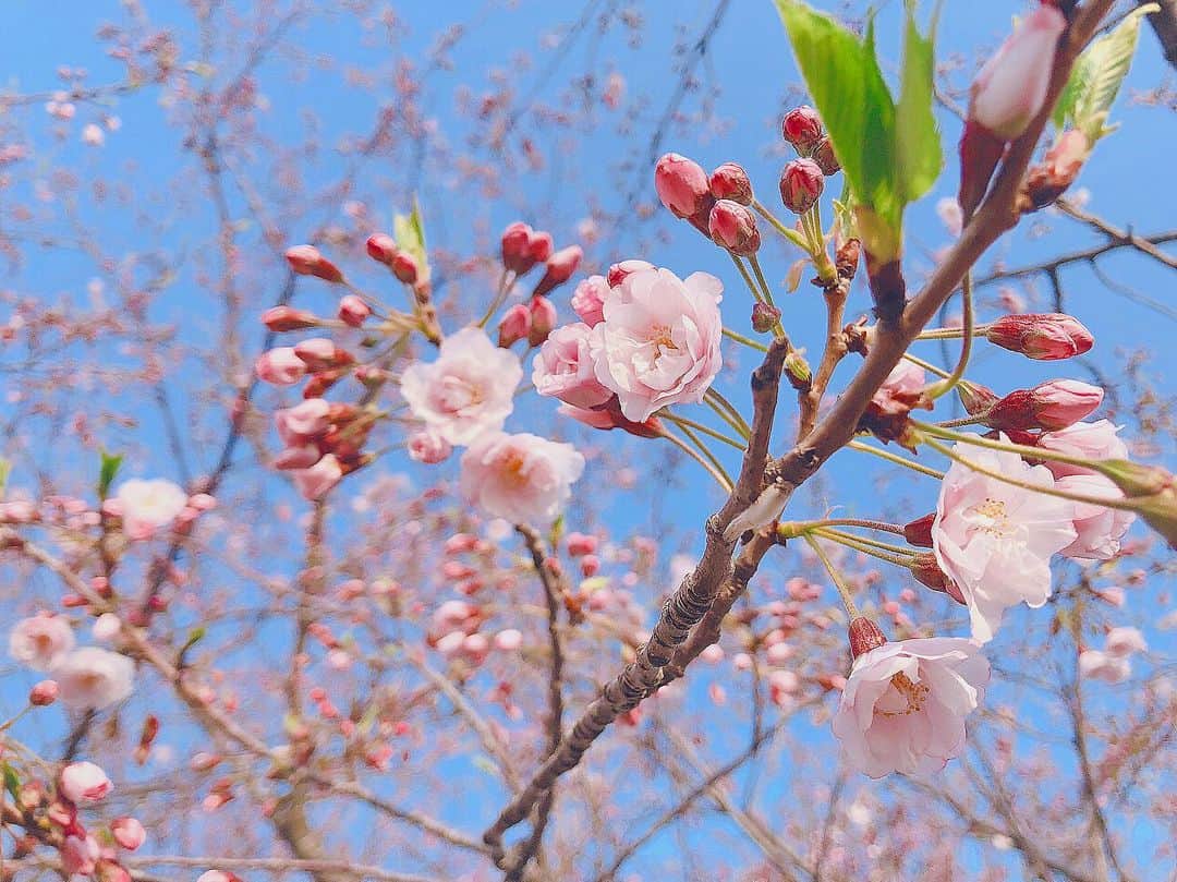 鹿目凛さんのインスタグラム写真 - (鹿目凛Instagram)「桜以外にもいろんなお花が咲いていて、やっぱり春は楽しいなぁと感じました☺️お花大好き🌸🌸🌸」4月7日 21時31分 - kaname_rin