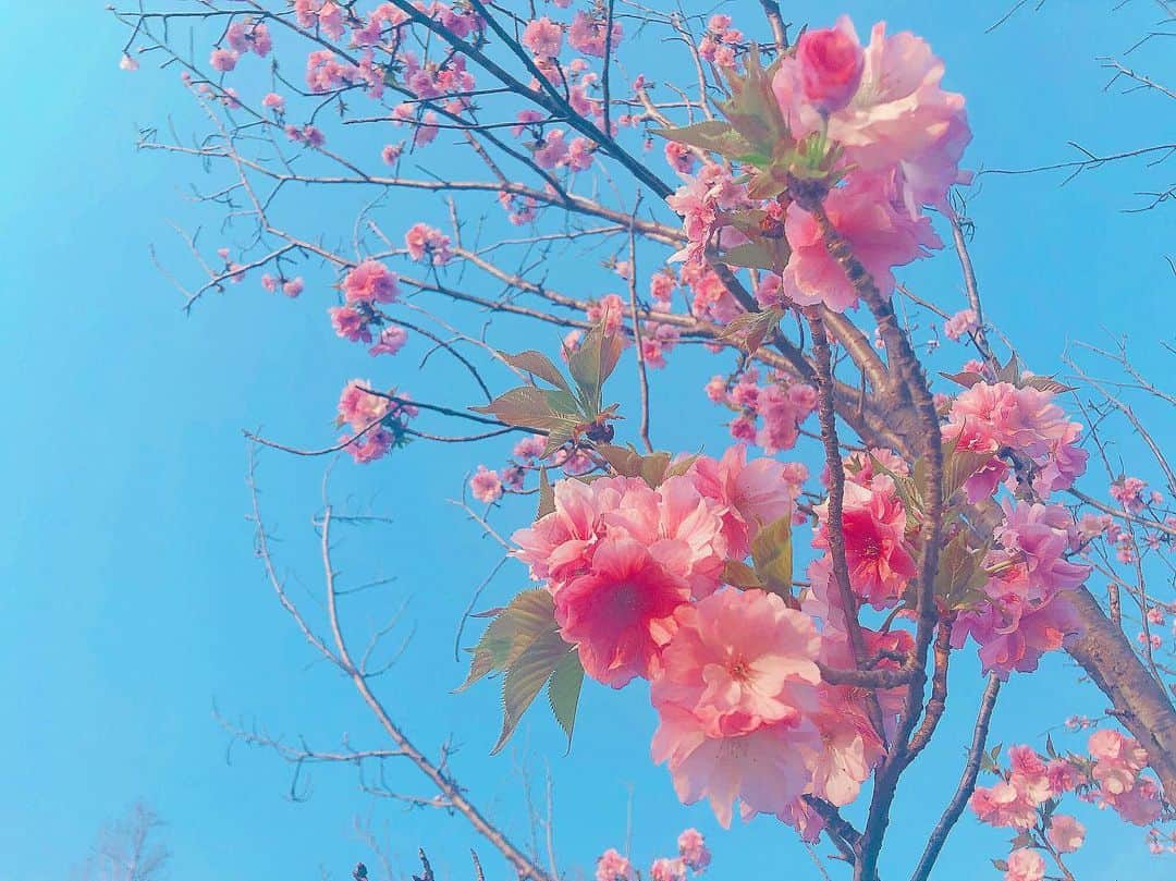 鹿目凛さんのインスタグラム写真 - (鹿目凛Instagram)「桜以外にもいろんなお花が咲いていて、やっぱり春は楽しいなぁと感じました☺️お花大好き🌸🌸🌸」4月7日 21時31分 - kaname_rin