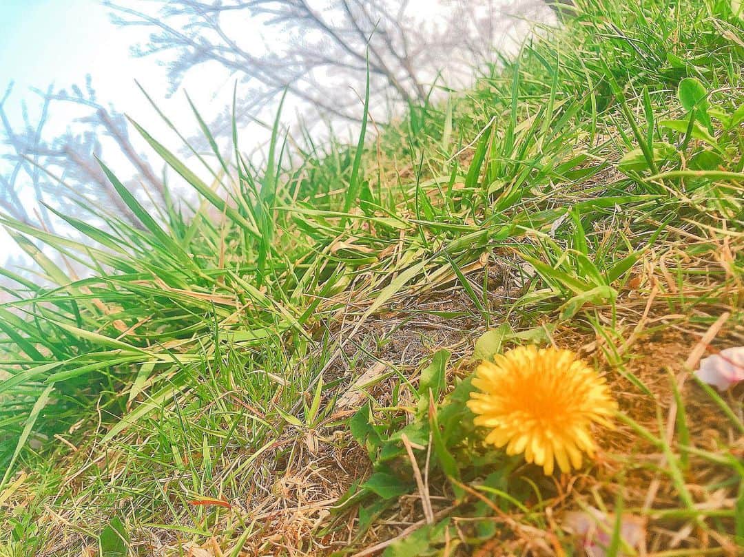 鹿目凛さんのインスタグラム写真 - (鹿目凛Instagram)「桜以外にもいろんなお花が咲いていて、やっぱり春は楽しいなぁと感じました☺️お花大好き🌸🌸🌸」4月7日 21時31分 - kaname_rin