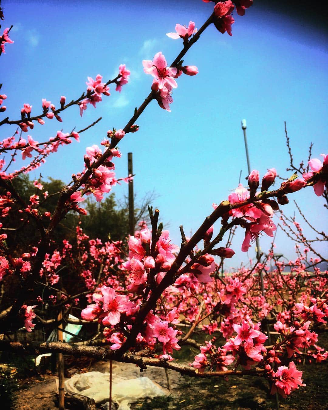 岡山祐児さんのインスタグラム写真 - (岡山祐児Instagram)「#桜 もいいけど #桃の花 もいい」4月7日 21時34分 - yuji.okayama