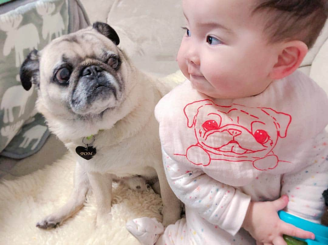 T&P Brothersさんのインスタグラム写真 - (T&P BrothersInstagram)「何でかポムがギョッとした目で見ていました😂  #pug #pugstagram #dog #パグ #pom #ポム #柴パグ #퍼그 #泥料 #巴哥 #ベビフル #ママリ #コドモノ #コノビー #ママタス #赤ちゃんと犬 #生後11ヶ月」4月7日 21時36分 - tora_pom_happylife