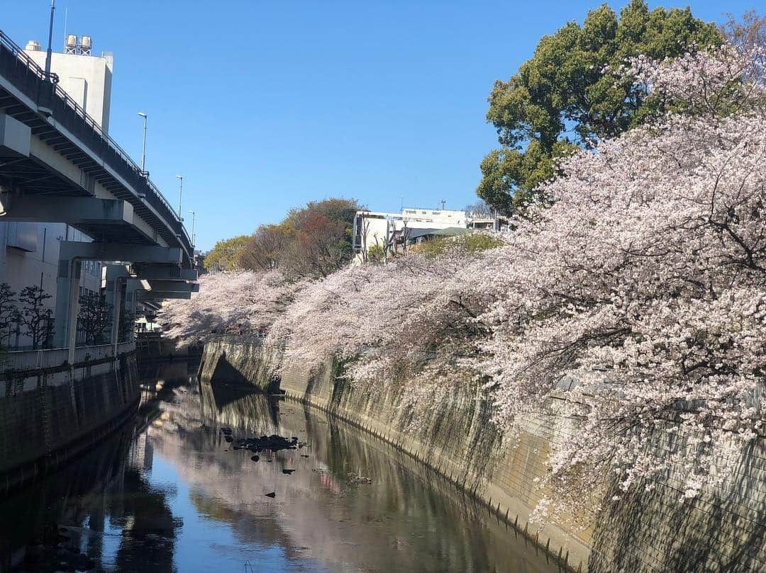 涼掛凛さんのインスタグラム写真 - (涼掛凛Instagram)「駅からキングレコード本社へ向かう途中に素敵な景色と出会いました。 歓迎されているような、季節の始まりと共に開く私達の道を祝ってもらえたような気持ちになりました🌸 . . . #桜 #sakura #江戸川橋 #季節 #春の訪れ #始まり #景色 #晴天 #川沿い #4月10日 #メジャーデビュー #ジュエルネージュ #よろしくお願いします ❄︎」4月7日 21時39分 - rin_suzukake