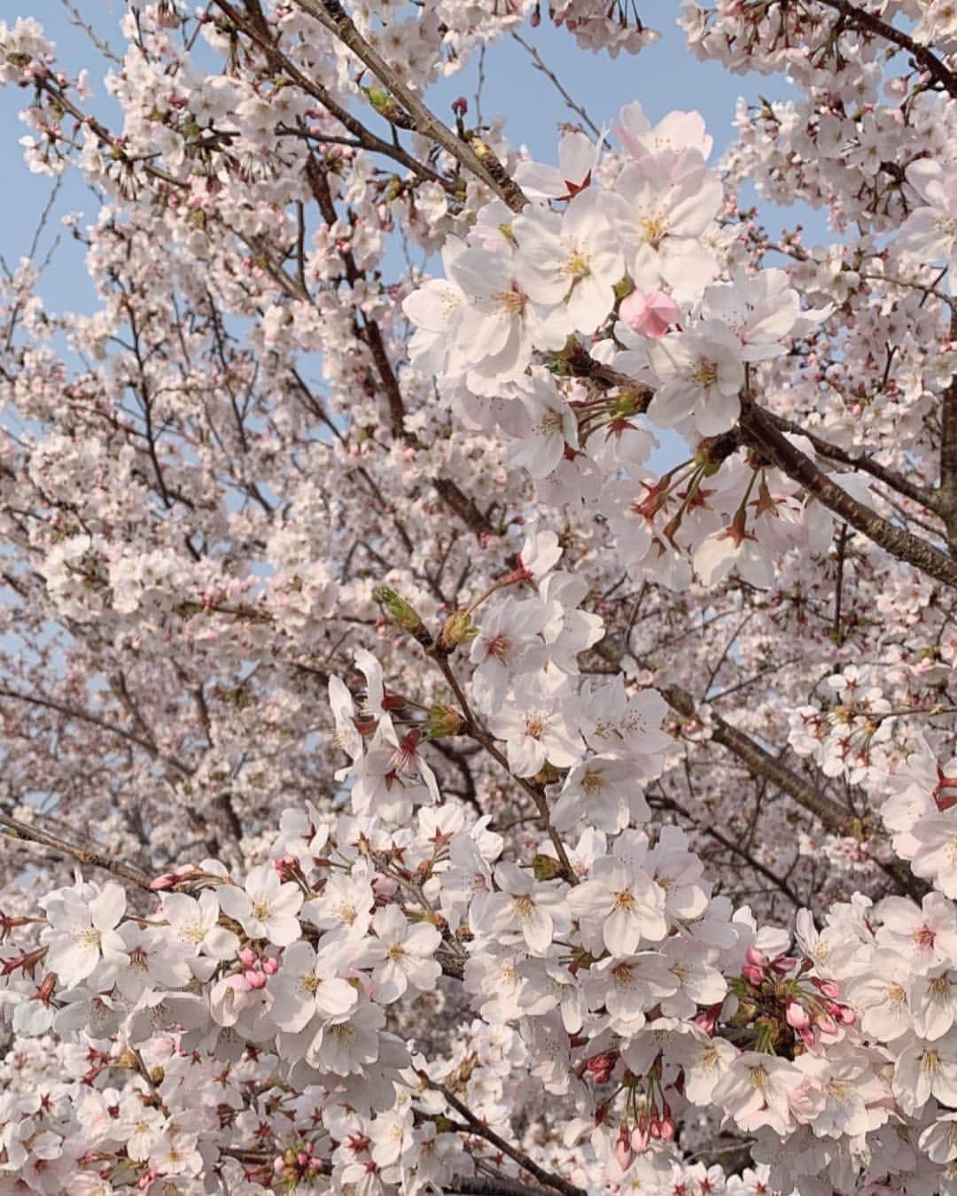 吉田セイラのインスタグラム：「花見🌸🌸めちゃHappy day だったね❤️ ありがと❤️ #cherryblossom #family #friends #love #gorgeous #桜 #花見 #strongwomen #goodvibes #happy #time #life #live #music #heart」