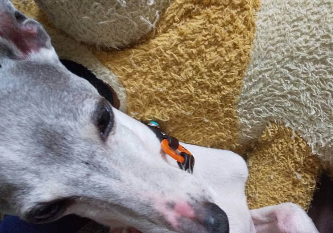 モラキジドッグのインスタグラム