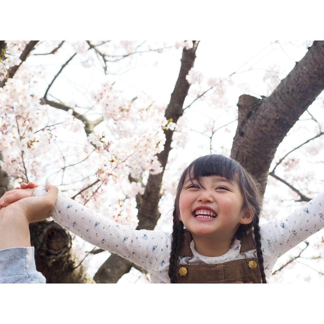 Kyooonさんのインスタグラム写真 - (KyooonInstagram)「お花見🌸﻿ 空があまり青くなかったので桜が綺麗に映らなかったけど満開で綺麗だった☺️✨﻿ 今新しいレンズがものすごく欲しい📸😫﻿ ﻿ ﻿ 今年は例年より長く桜を楽しめたような気がする♡従兄弟とたくさん遊んでもらって長女も次女もご満悦‪︎‬‪︎☺︎みんなが遊んでくれるから母は楽させてもらいました🤣﻿ ﻿ ﻿ 次女、半目だったから顔にスタンプしたけど﻿ 何もないところで立ちそう😳早いよ～😭﻿ ゆっくりゆっくり成長してくれたらいいよ😂﻿ 誰に抱っこされてもニコニコしてるし、2人目だからなのか何でも要領良さそう😚❤﻿ ﻿ ﻿ @majicalsherry_lme  相変わらずお尻と太ももの救世主！もうこれ無しではデニム履けない👖😂﻿ #桜#お花見#姉妹#4歳#0歳#生後9ヶ月#olympus#olympusomdem10markiii#omdem10markiii」4月7日 21時53分 - fancykyon