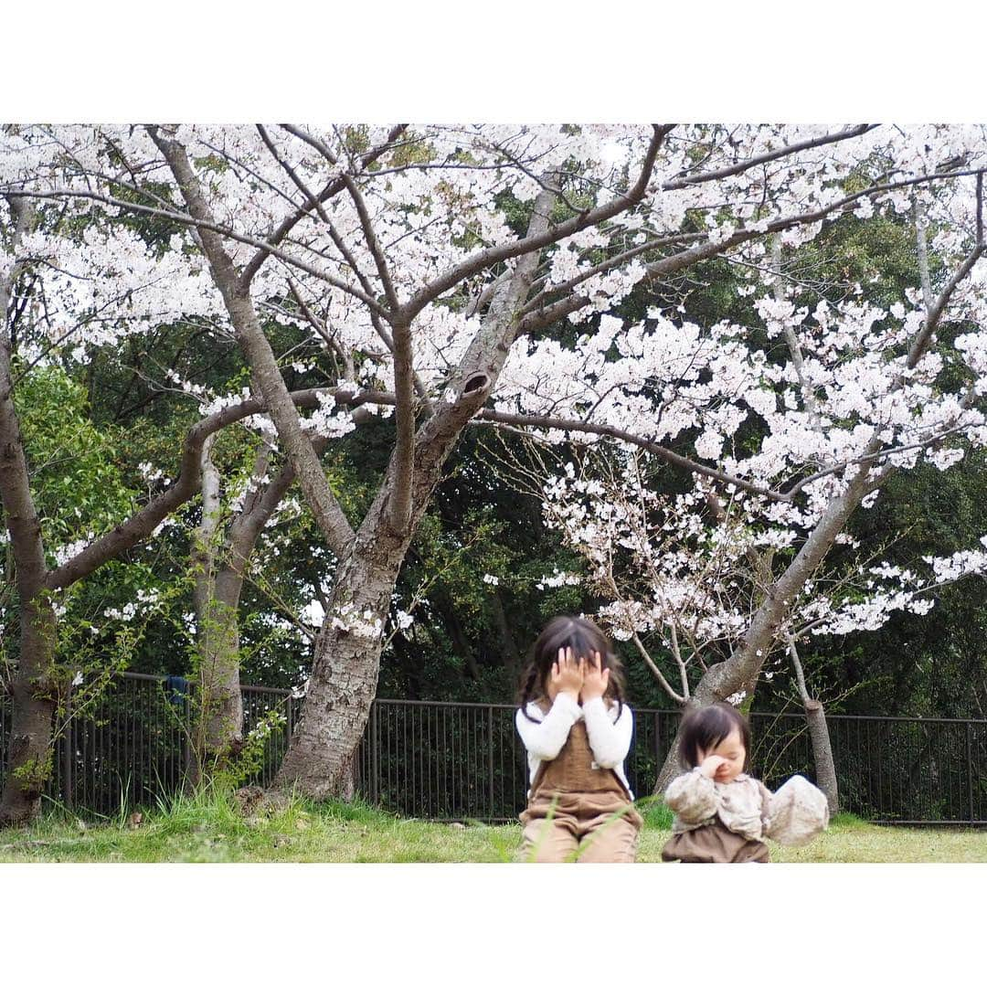 Kyooonさんのインスタグラム写真 - (KyooonInstagram)「お花見🌸﻿ 空があまり青くなかったので桜が綺麗に映らなかったけど満開で綺麗だった☺️✨﻿ 今新しいレンズがものすごく欲しい📸😫﻿ ﻿ ﻿ 今年は例年より長く桜を楽しめたような気がする♡従兄弟とたくさん遊んでもらって長女も次女もご満悦‪︎‬‪︎☺︎みんなが遊んでくれるから母は楽させてもらいました🤣﻿ ﻿ ﻿ 次女、半目だったから顔にスタンプしたけど﻿ 何もないところで立ちそう😳早いよ～😭﻿ ゆっくりゆっくり成長してくれたらいいよ😂﻿ 誰に抱っこされてもニコニコしてるし、2人目だからなのか何でも要領良さそう😚❤﻿ ﻿ ﻿ @majicalsherry_lme  相変わらずお尻と太ももの救世主！もうこれ無しではデニム履けない👖😂﻿ #桜#お花見#姉妹#4歳#0歳#生後9ヶ月#olympus#olympusomdem10markiii#omdem10markiii」4月7日 21時53分 - fancykyon